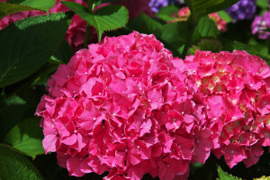 Hydrangea 'Paris Rapa'